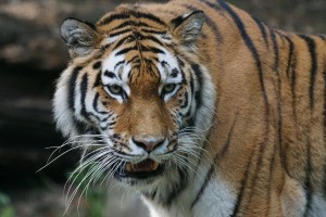 Siberian Tiger via Pixabay