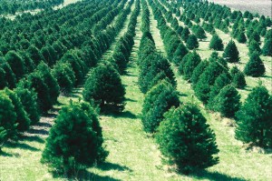 Christmas Tree farm planting trees