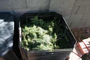 Christmas trees branches in compost